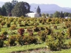 Huckleberry fields in Corvallis, Oregon