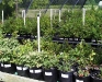 Huckleberries grown in containers