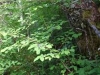 50-light-50-shade-is-optimum-for-these-varieties-of-berries
