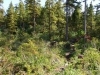 berries-nestled-in-old-growth-timber