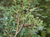 black-huckleberries-red-ones-immature