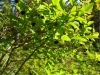 black-huckleberries-vaccinium-membranaceum