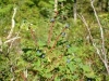 early-blues-vaccinium-ovalifolium-aka-bilberry