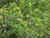 green-and-blue-rain-forest-blanket