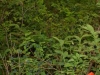 notice-the-huckleberries-in-the-background