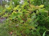 the-leaves-red-tint-may-be-because-of-nitrogen-deficiency-late-spring-frost-nip-or-a-cool-summer