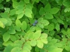 two-rain-forest-washed-berries