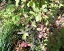 huckleberries-2