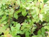 huckleberries-5