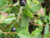 huckleberries-7