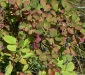 huckleberries-1