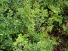 huckleberry-patch-3