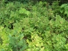 huckleberry-patch-4