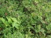 huckleberry-patch-5