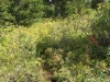 huckleberry-patch