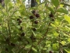 Wild huckleberry stand in Elk River, Idaho