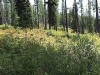 Huckleberry stand in Elk River, Idaho #2