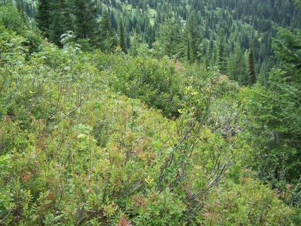 huckleberry-patch-2