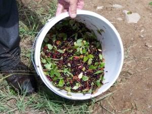 A bucket filled with leafy greens and dried red beans outdoors.