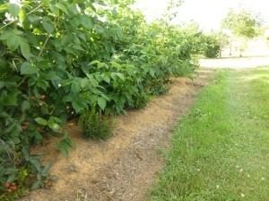 Close-up of ripe blueberries growing on leafy bushes.