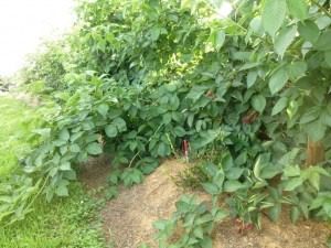 Close-up of ripe blueberries growing on leafy bushes.
