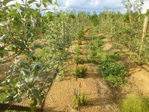 Close-up of ripe blueberries growing on leafy bushes.