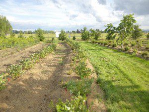 Close-up of ripe blueberries growing on leafy bushes.