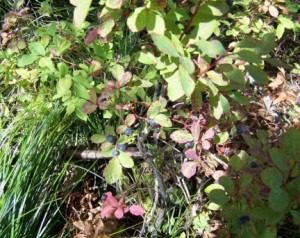Close-up of ripe blueberries growing on leafy bushes.