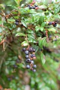 Close-up of ripe blueberries growing on leafy bushes.