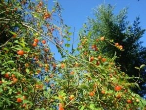Close-up of ripe blueberries growing on leafy bushes.