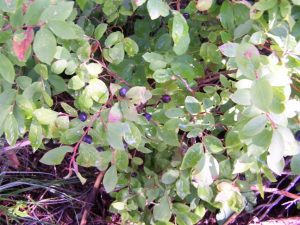 Close-up of ripe blueberries growing on leafy bushes.