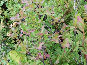 Close-up of ripe blueberries growing on leafy bushes.