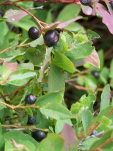 Close-up of ripe blueberries growing on leafy bushes.
