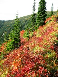 Close-up of ripe blueberries growing on leafy bushes.