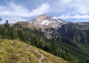 Close-up of ripe blueberries growing on leafy bushes.