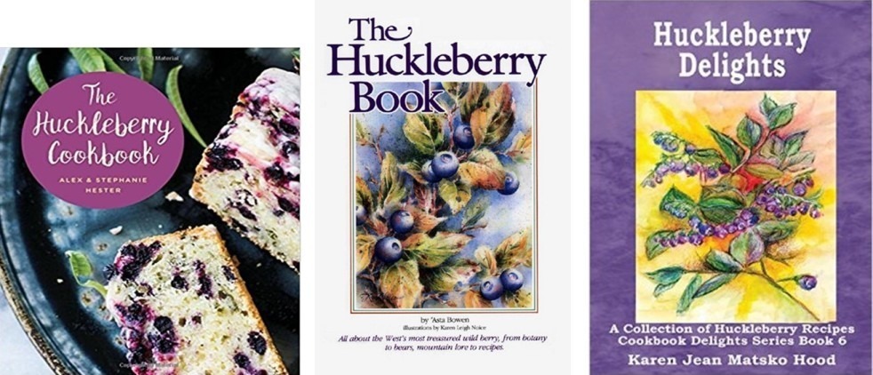 Close-up of ripe blueberries growing on leafy bushes.