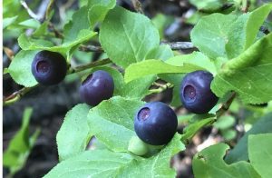 Close-up of ripe blueberries growing on leafy bushes.