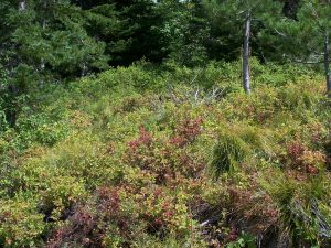 Close-up of ripe blueberries growing on leafy bushes.
